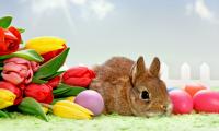 Holidays___Easter_Tulips_and_Easter_bunny_072790_.jpg